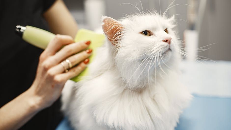 Crucial Cat Tips & Strategies from Head to Tail