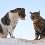 15 Cute Cat Tips to Help You Understand Your Pet Better