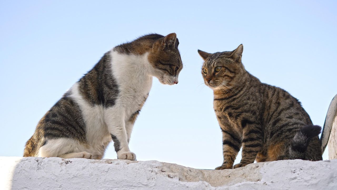 15 Cute Cat Tips to Help You Understand Your Pet Better