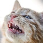 Dental Tips for Cats: 6 Steps for a Healthy Mouth
