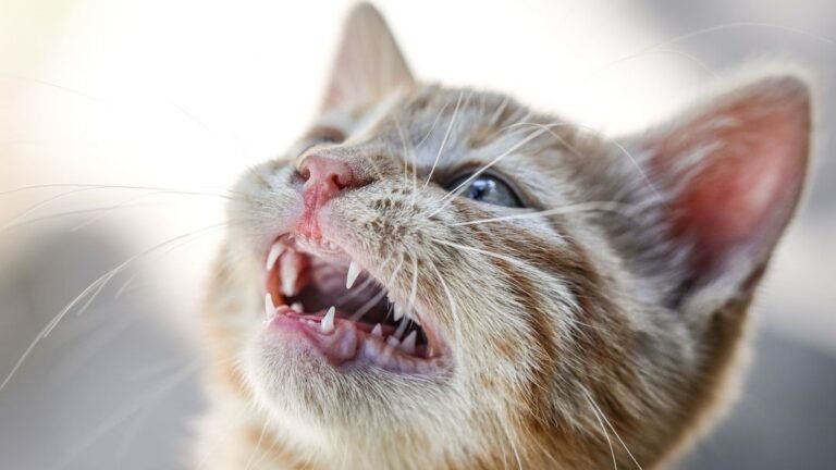Dental Tips for Cats: 6 Steps for a Healthy Mouth