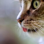 Boost Your Cat's Health Instantly with These 5 Simple Cat Tips