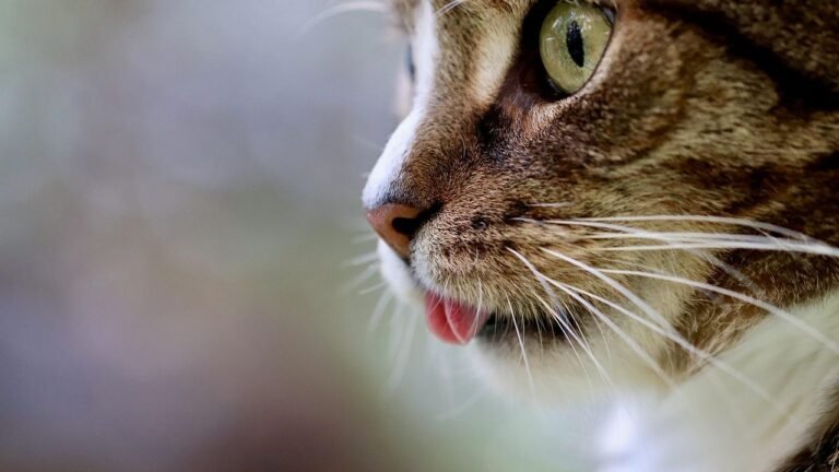 Boost Your Cat's Health Instantly with These 5 Simple Cat Tips