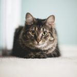 15 Quiet Ways an Old Cat Says Goodbye That Owners Only Understand Later