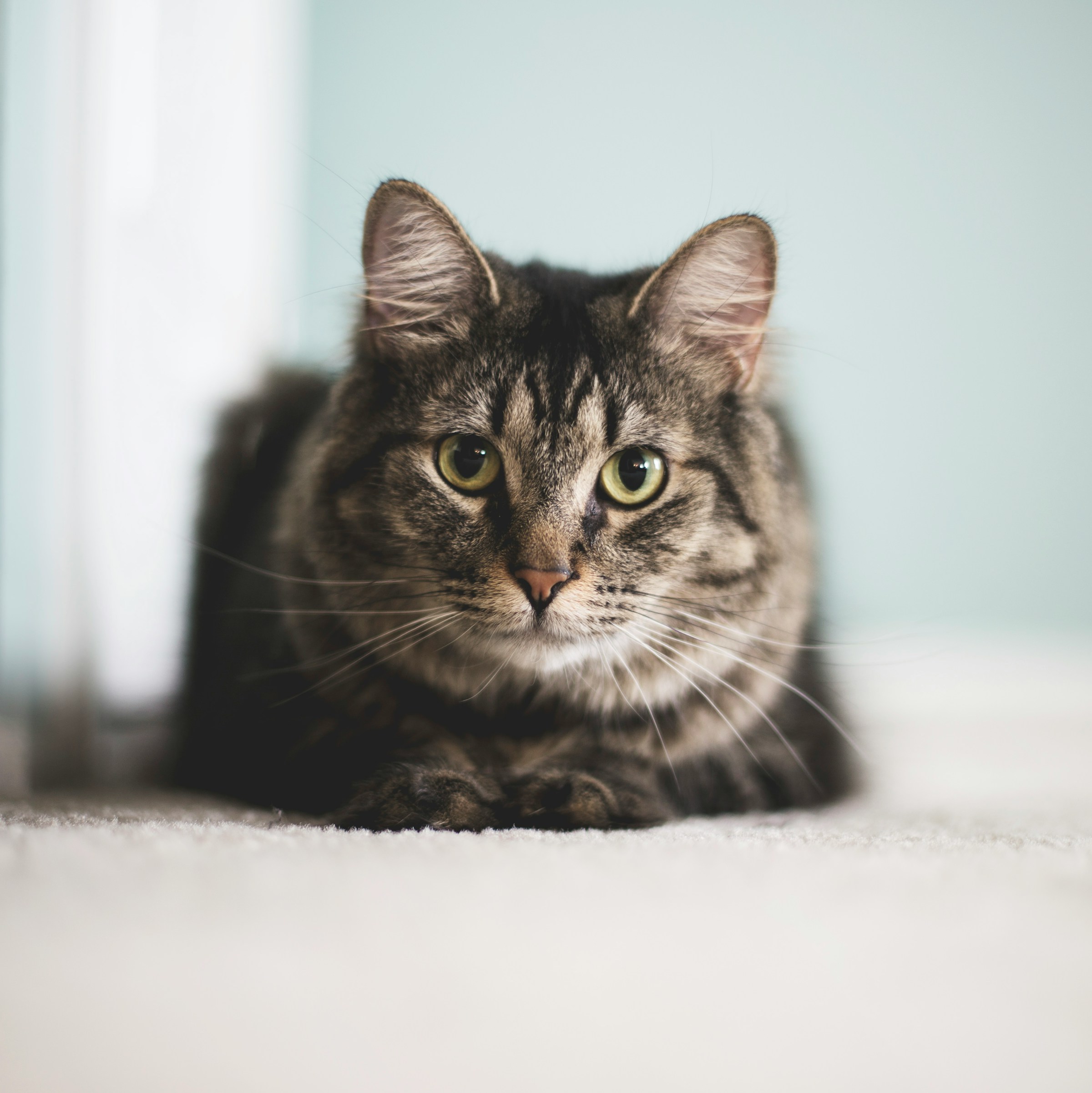 15 Quiet Ways an Old Cat Says Goodbye That Owners Only Understand Later