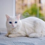 13 Cat Breeds That Choose One Person and Quietly Ignore Everyone Else