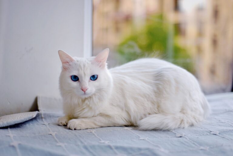 13 Cat Breeds That Choose One Person and Quietly Ignore Everyone Else