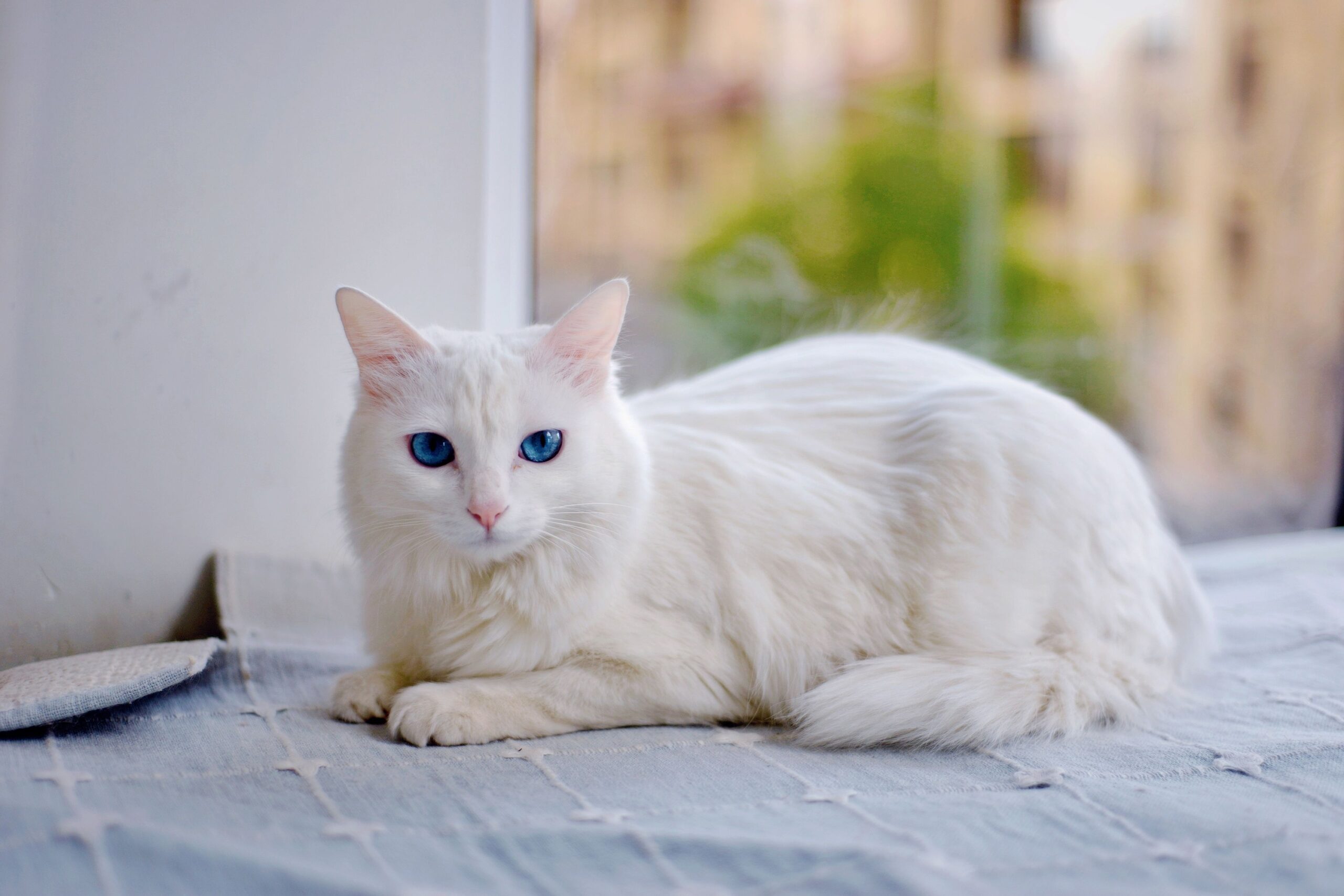 13 Cat Breeds That Choose One Person and Quietly Ignore Everyone Else