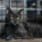 13 Cat Breeds Rescue Centers Are Overwhelmed With - And It's Never the Cat's Fault