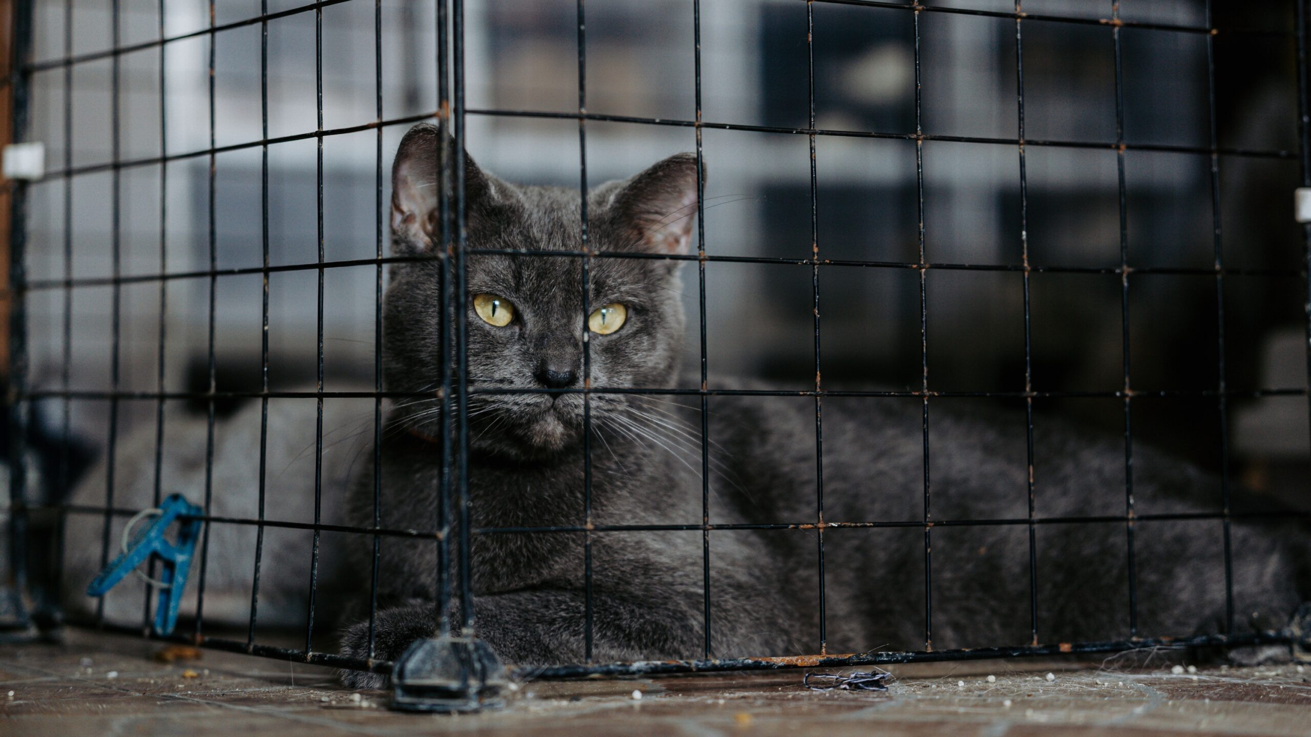 13 Cat Breeds Rescue Centers Are Overwhelmed With - And It's Never the Cat's Fault