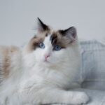 15 Cat Breeds That Grow Sweeter and Calmer With Every Year