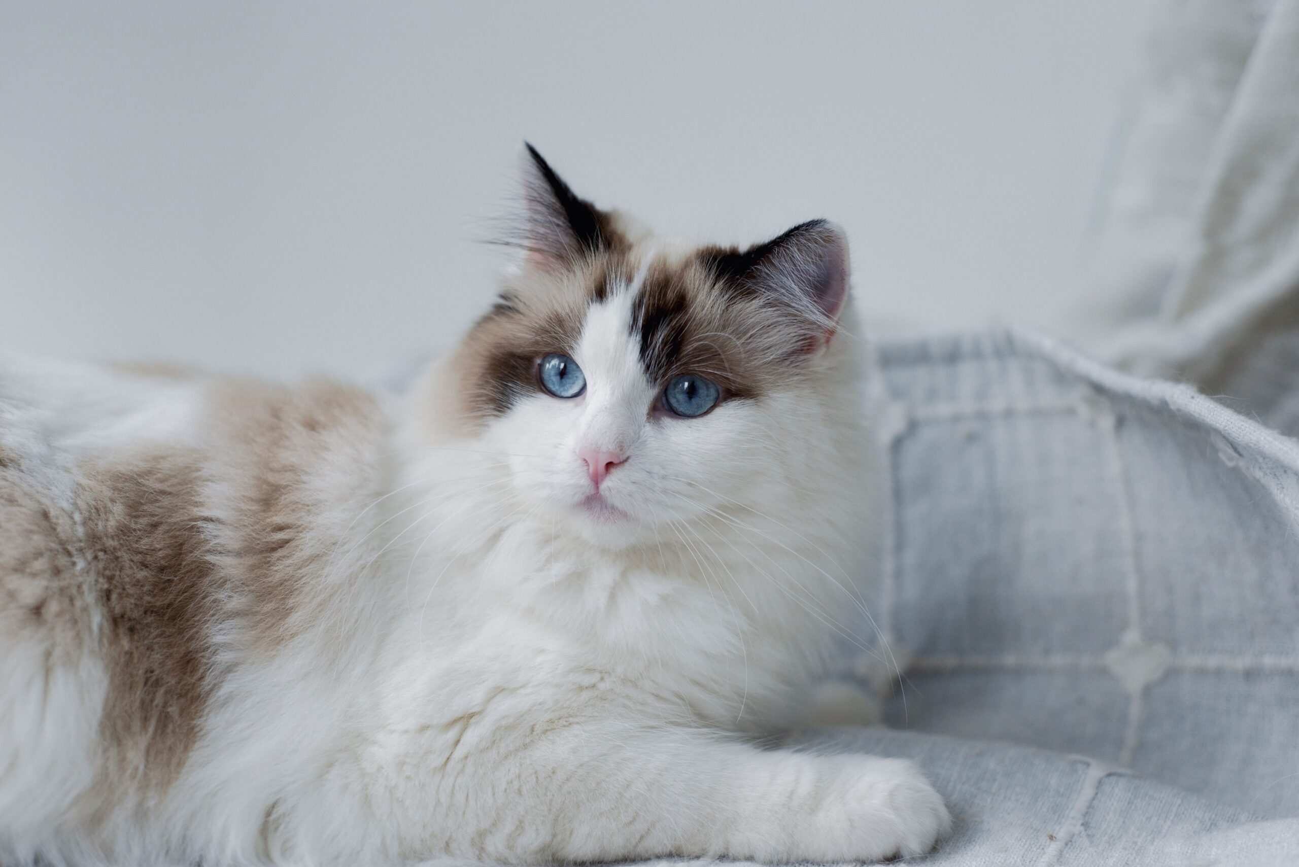 15 Cat Breeds That Grow Sweeter and Calmer With Every Year