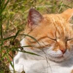 13 Slow Blinks and Head Bumps That Mean Your Cat Loves You