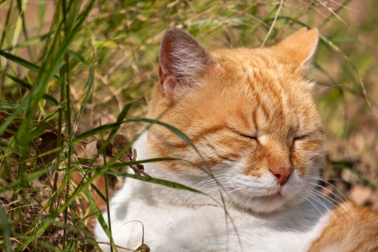 13 Slow Blinks and Head Bumps That Mean Your Cat Loves You