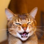 13 Cat Breeds That Stay Kitten-Hearted Their Whole Lives