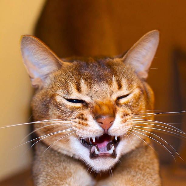 13 Cat Breeds That Stay Kitten-Hearted Their Whole Lives