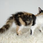 15 Rare Cat Breeds Most People Have Never Even Heard Of
