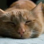 15 Quiet Signs Your Cat Chose You Long Ago and Never Looked Back
