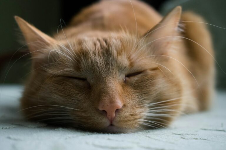 15 Quiet Signs Your Cat Chose You Long Ago and Never Looked Back