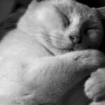 13 Signs a Shy Cat Has Finally Decided to Trust You for Good