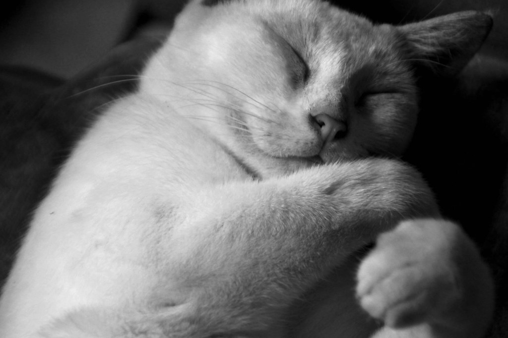 13 Signs a Shy Cat Has Finally Decided to Trust You for Good