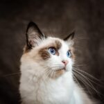 15 Gentle Cat Breeds Perfect for Quiet Homes and Older Owners