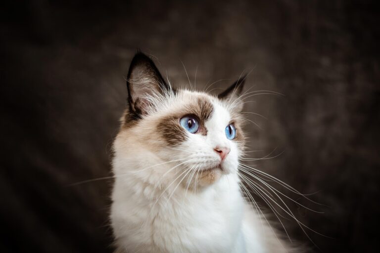 15 Gentle Cat Breeds Perfect for Quiet Homes and Older Owners