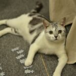 13 Moments Your Cat Quietly Files Away and Never Forgets