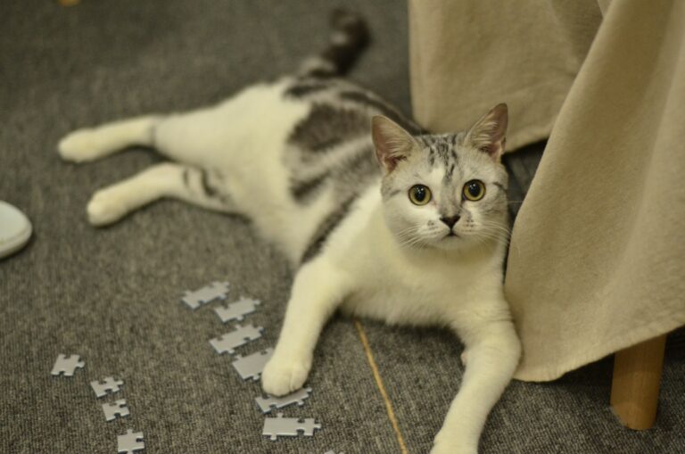 13 Moments Your Cat Quietly Files Away and Never Forgets