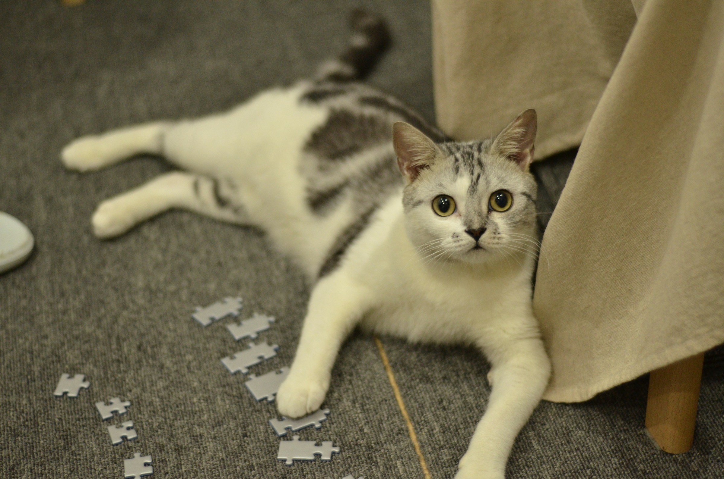 13 Moments Your Cat Quietly Files Away and Never Forgets