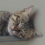 14 Reasons Your Cat Sits on You the Second You Sit Down