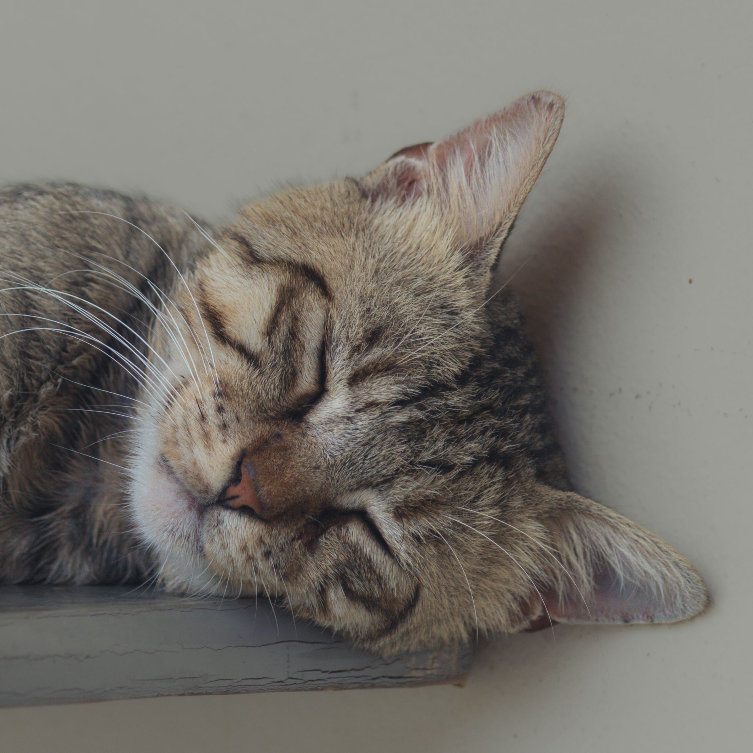 14 Reasons Your Cat Sits on You the Second You Sit Down