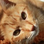 14 Silent Things Your Cat Says Every Time It Locks Eyes With You