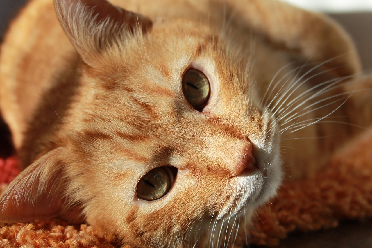 14 Silent Things Your Cat Says Every Time It Locks Eyes With You