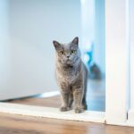 The 13 Small Details of Your Routine Your Cat Knows by Heart