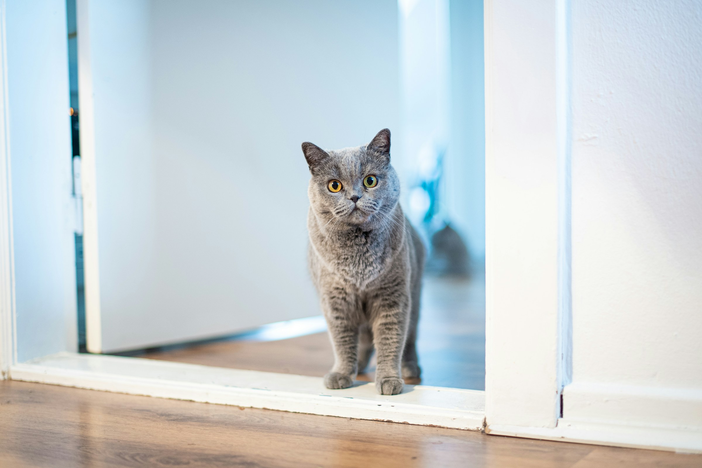 The 13 Small Details of Your Routine Your Cat Knows by Heart