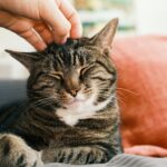 15 Purrs and Kneads That Reveal Exactly How Your Cat Feels