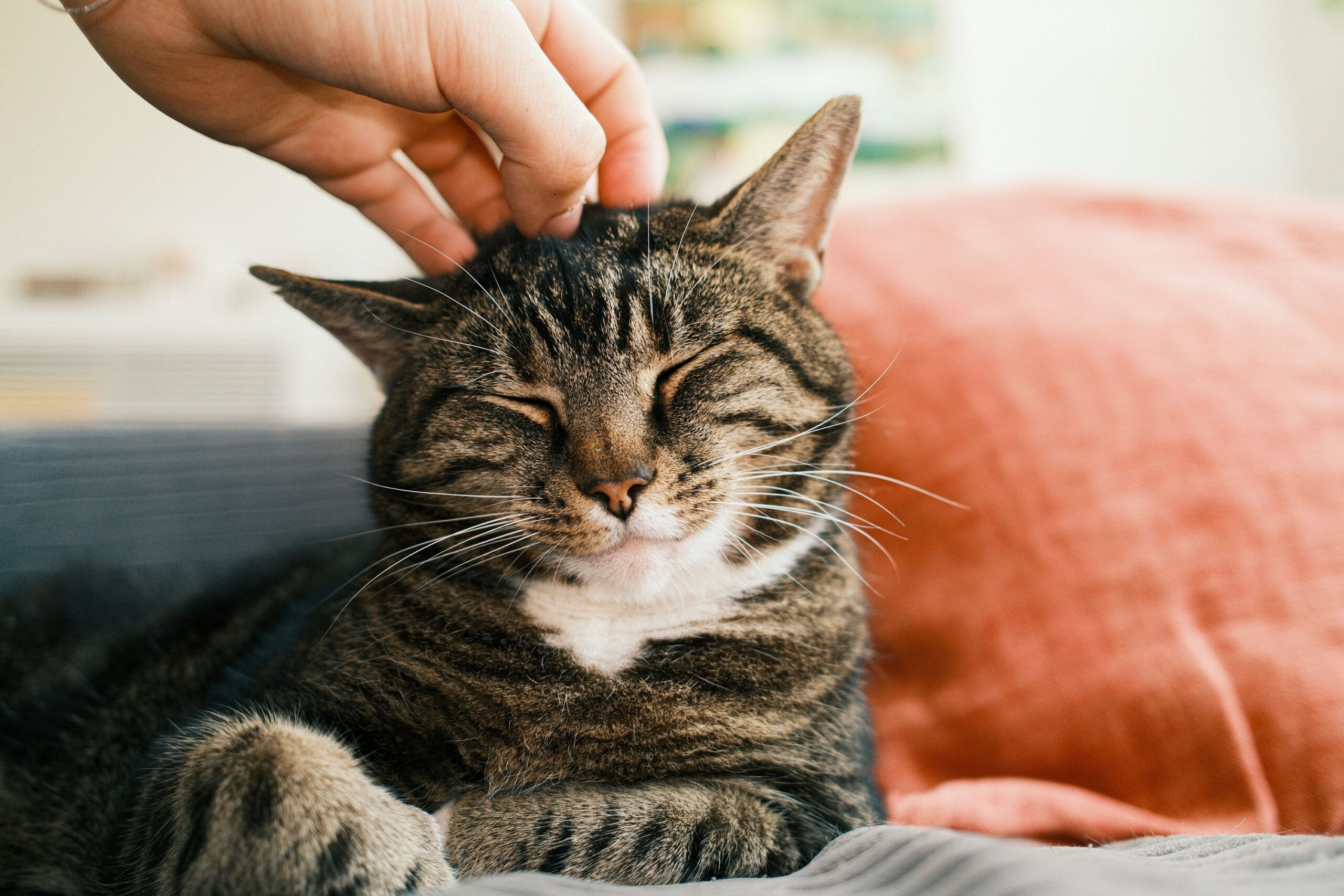 15 Purrs and Kneads That Reveal Exactly How Your Cat Feels