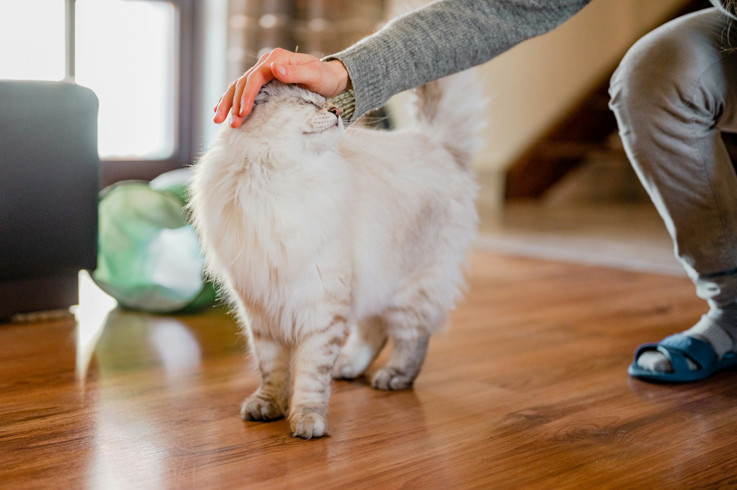 14 Signs Your Cat Feels Completely Safe the Moment You Walk In