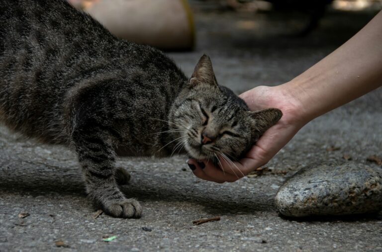 The 13 Signs Your Graying Cat Is Happier Now Than It Has Ever Been