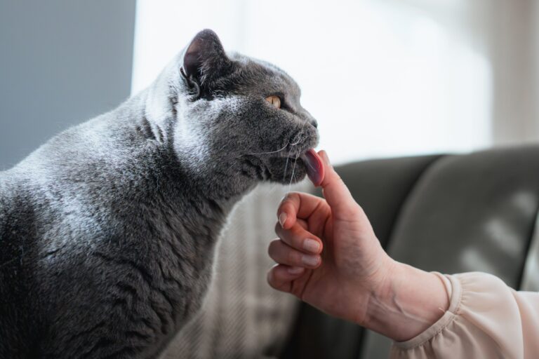 14 Things a Cat Only Ever Does Around the Human It Adores