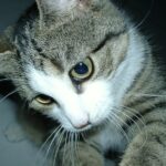 13 Quiet Habits That Show Your Cat Feels Deeply at Peace With You