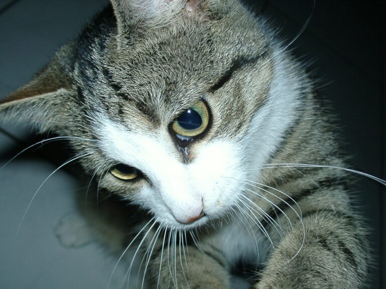13 Quiet Habits That Show Your Cat Feels Deeply at Peace With You