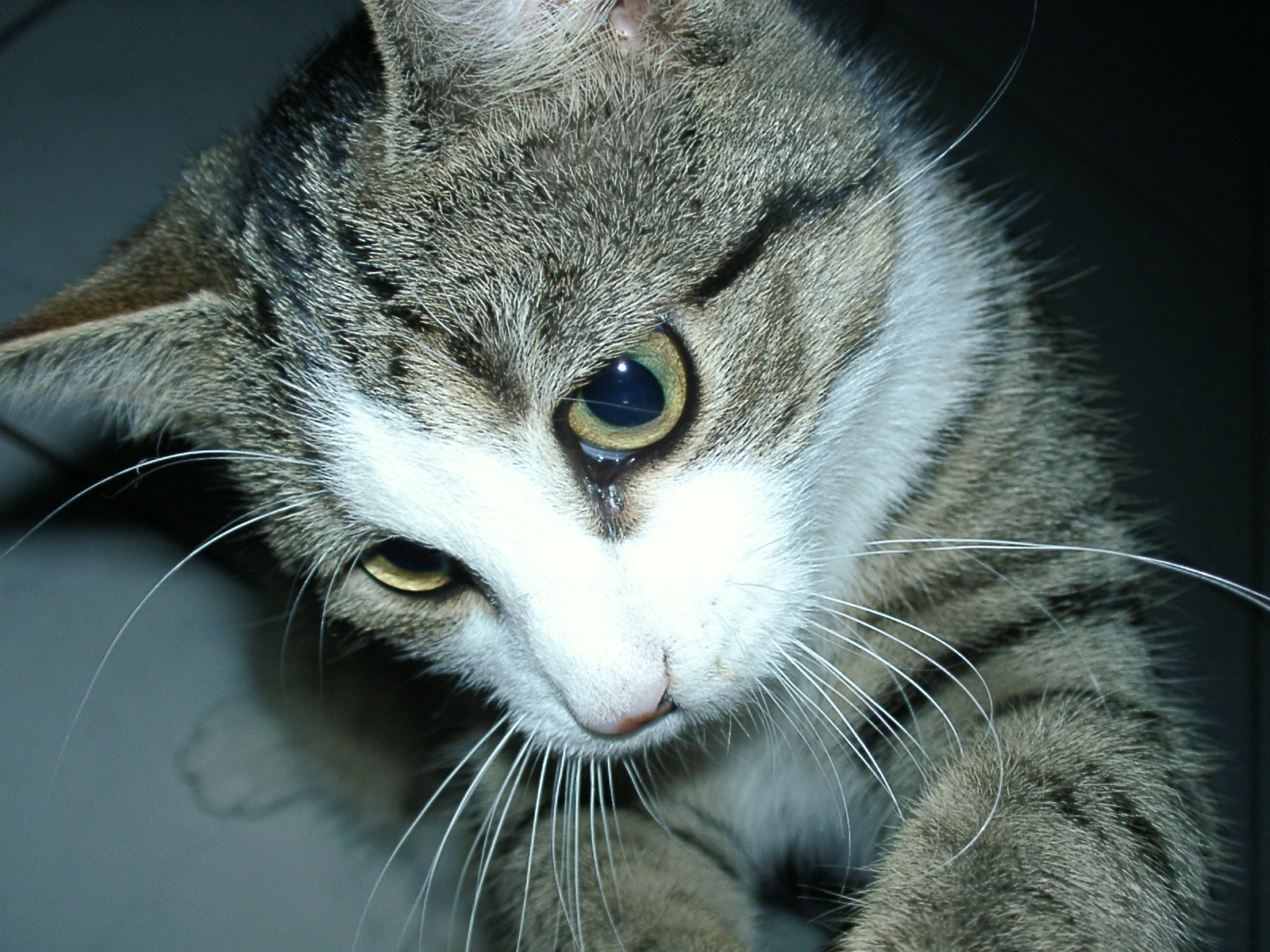 13 Quiet Habits That Show Your Cat Feels Deeply at Peace With You