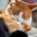 13 Quiet Signs an Old Cat Is Savoring Its Last Good Months