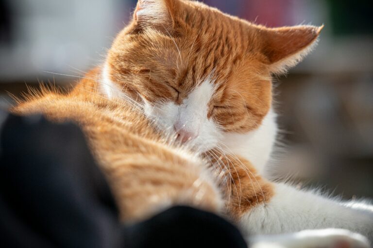 13 Quiet Signs an Old Cat Is Savoring Its Last Good Months