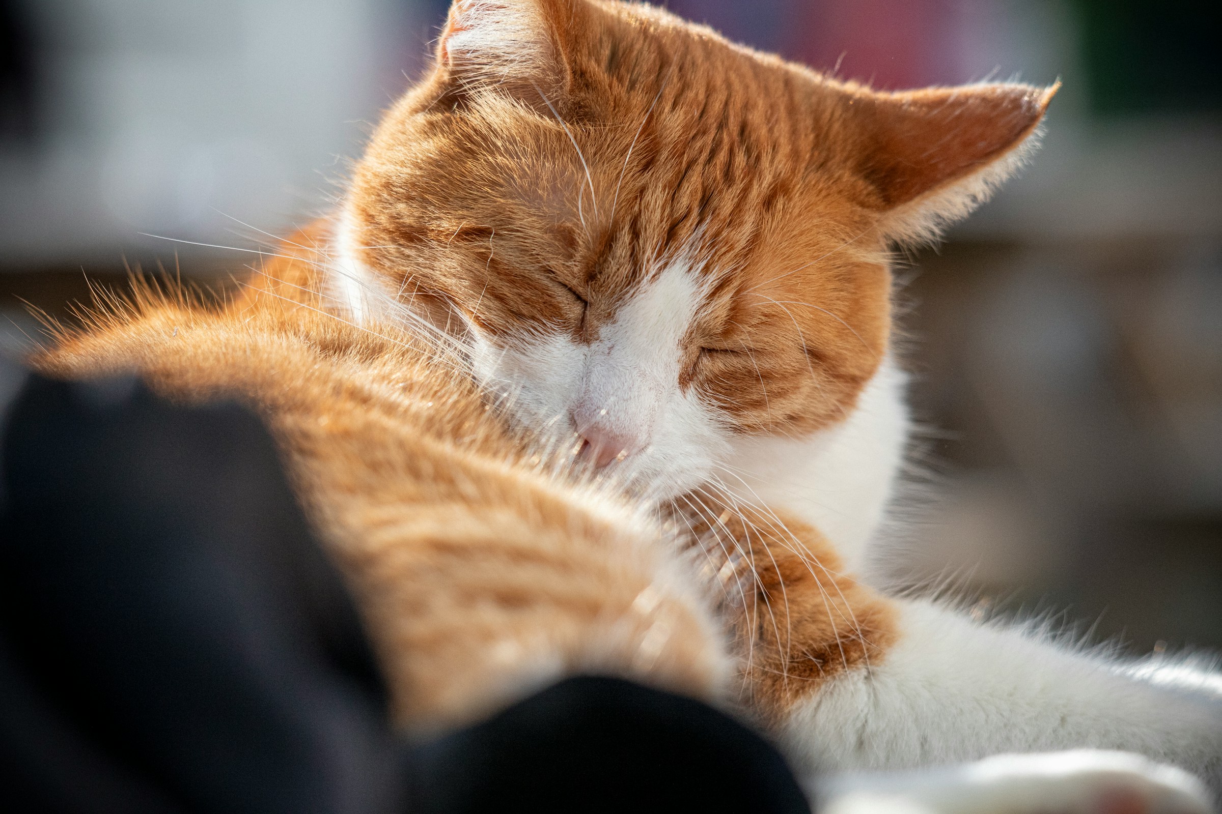 13 Quiet Signs an Old Cat Is Savoring Its Last Good Months