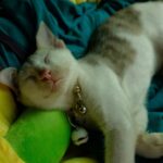 13 Gestures a Cat Saves Only for the Person It Trusts Most