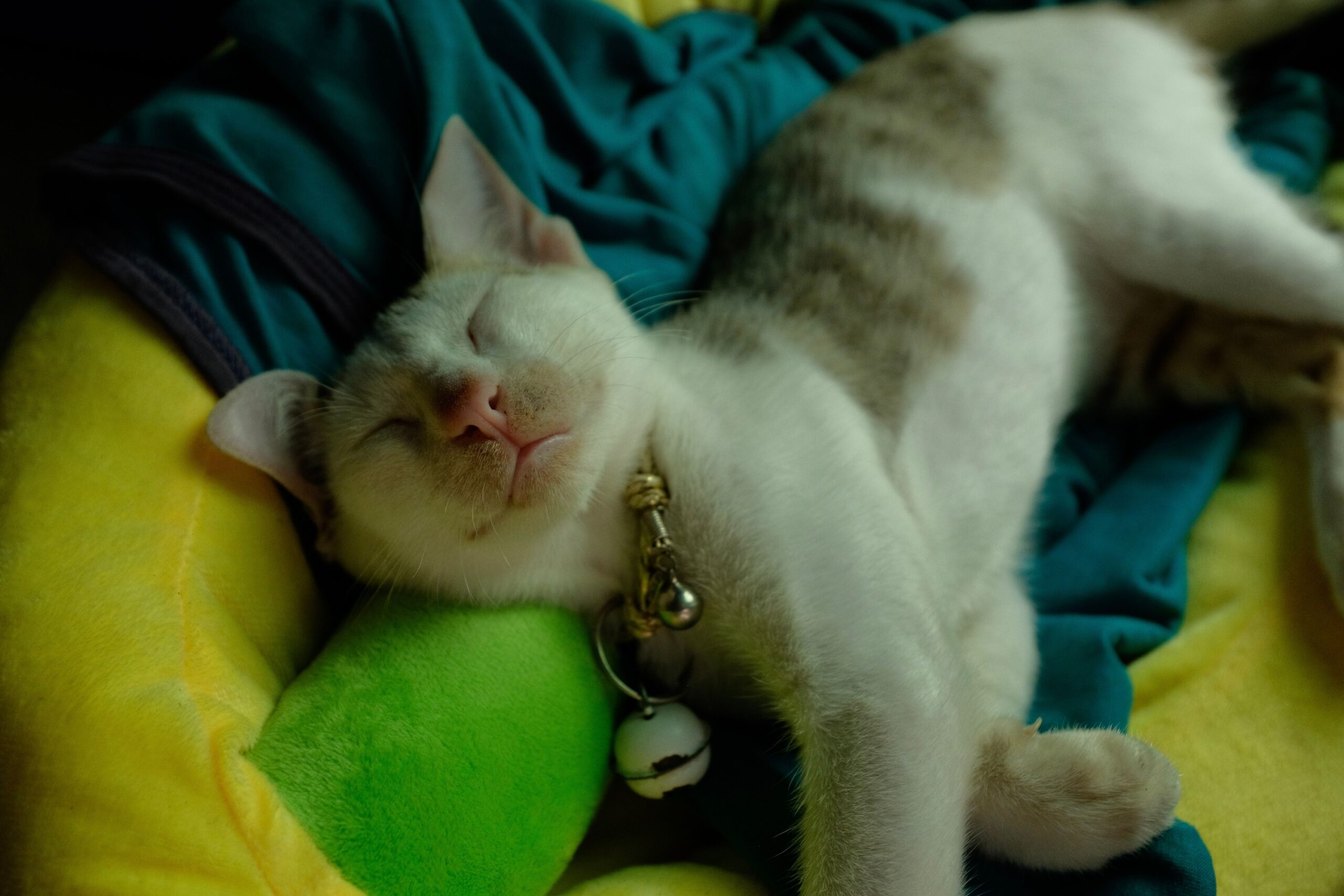 13 Gestures a Cat Saves Only for the Person It Trusts Most