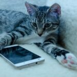 15 Everyday Sounds Your Cat Has Memorised Because They Mean You